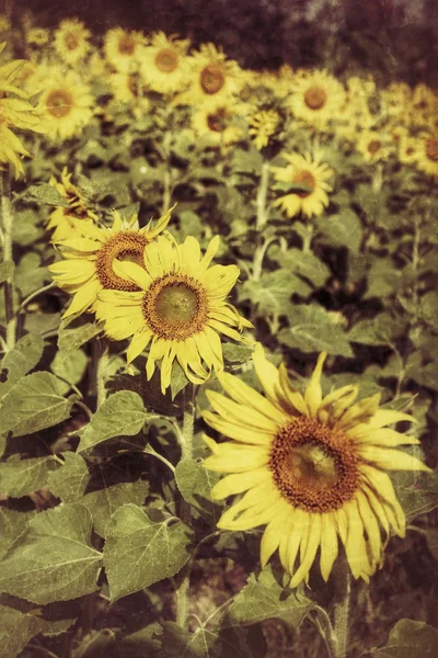 Pole kvetoucích slunečnic — Stock fotografie