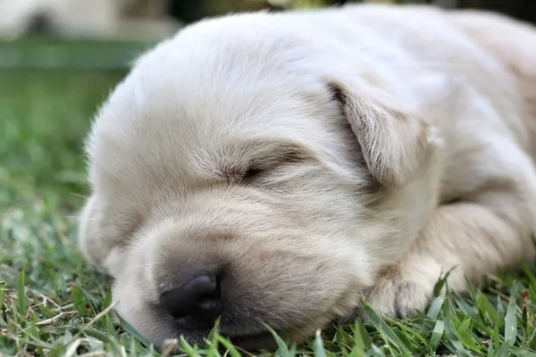 Cuccioli labrador addormentati su erba verde — Foto Stock