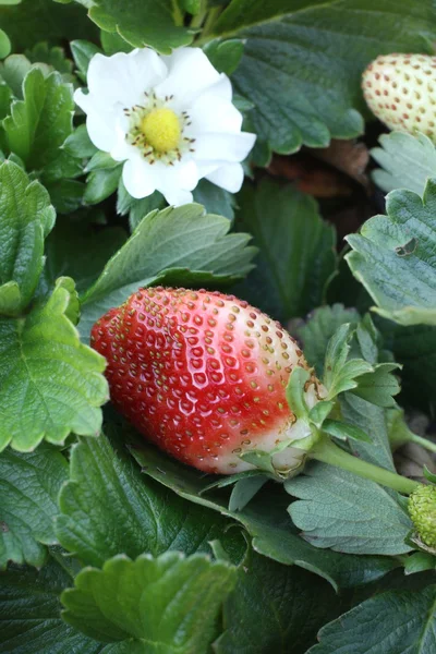 Verse aardbeien — Stockfoto