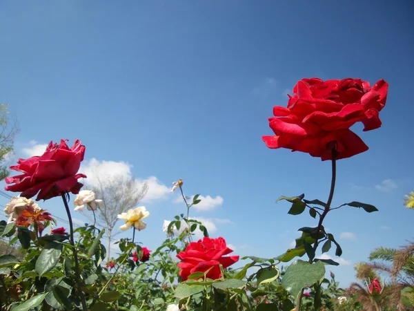 Roze bloem blauwe hemel — Stockfoto
