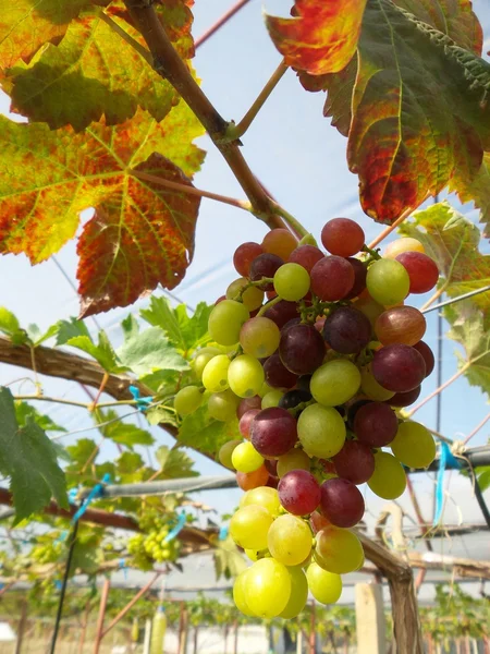 Uvas con hojas verdes — Foto de Stock