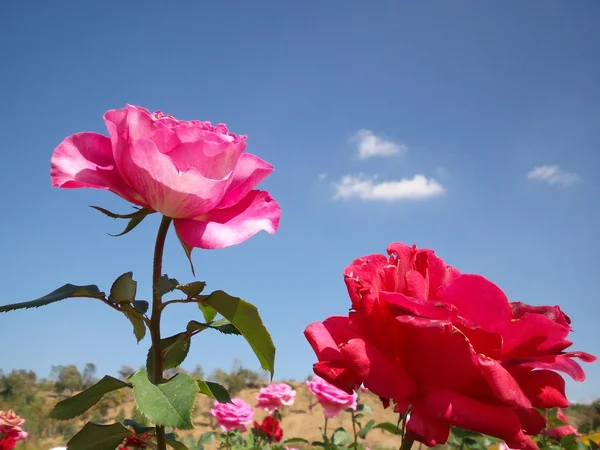 玫瑰花朵蓝色天空 — 图库照片