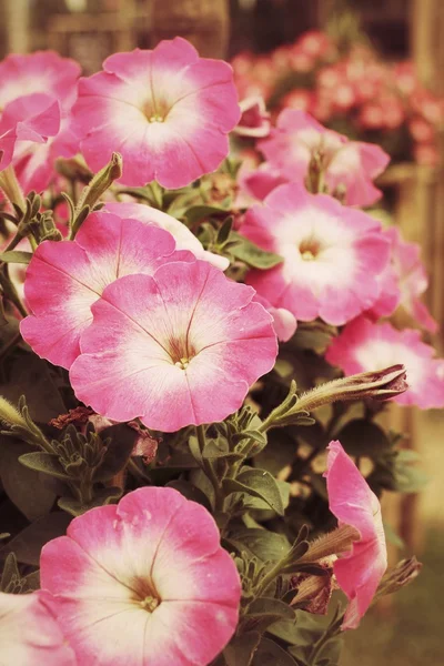 Petunias flower — Stock Photo, Image