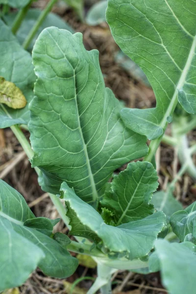Green kale — Stock Photo, Image
