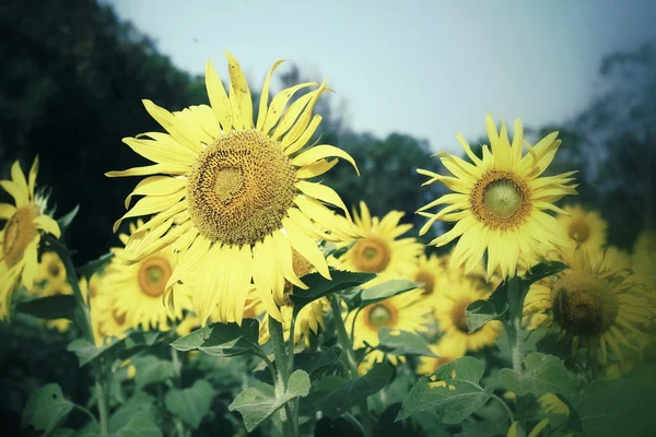 Field of blooming sunflowers — Stock Photo, Image