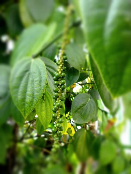 신선한 녹색 Peper — 스톡 사진