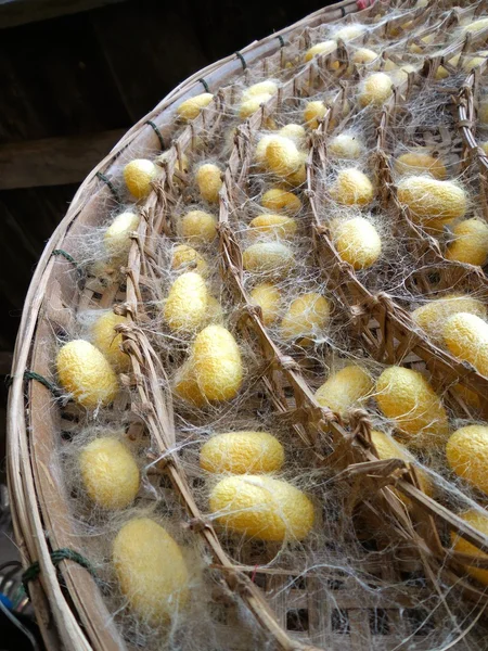 Gele cocoon zijderupsen — Stockfoto