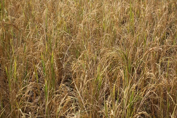 Campo di riso d'oro — Foto Stock