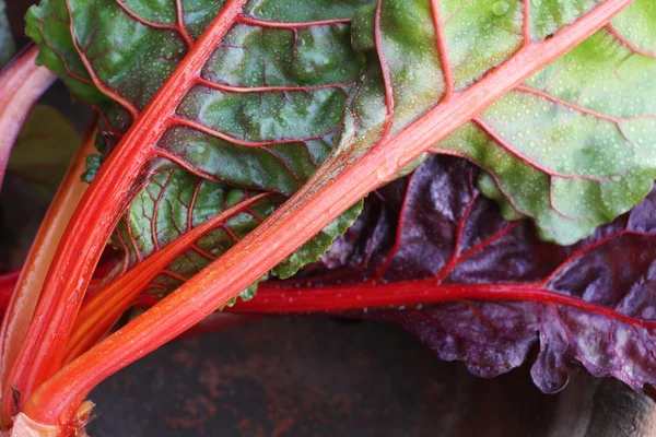 Swiss chard — Stock Photo, Image