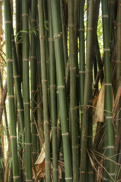 Bambu ormanı — Stok fotoğraf