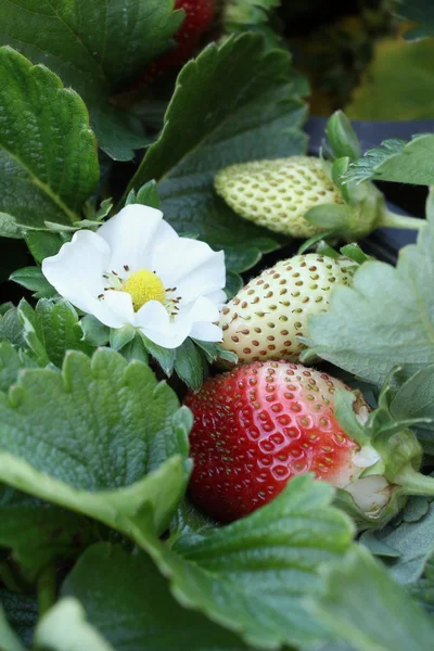 Verse aardbeien — Stockfoto