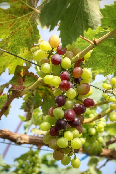Uvas con hojas verdes — Foto de Stock
