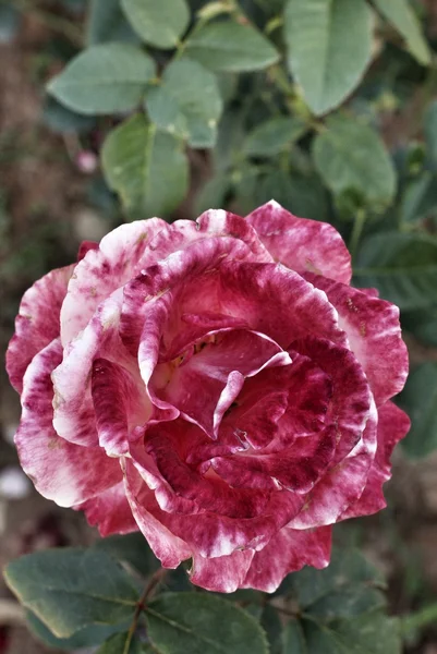 Rose ! — Photo