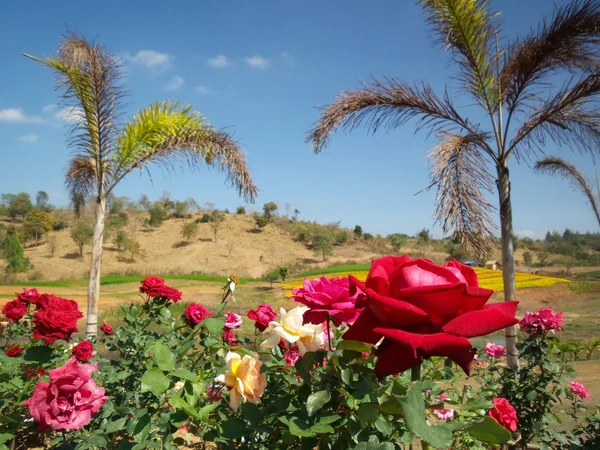 Голубое небо с цветами розы — стоковое фото