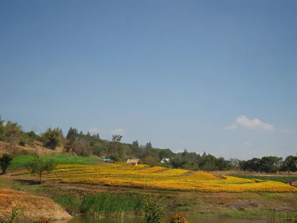 Field of marigold flower — Stock Photo, Image