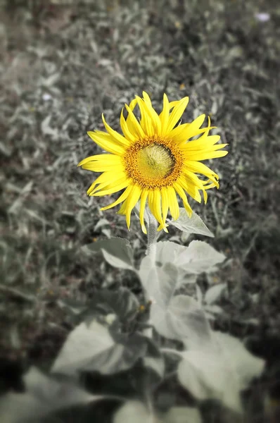 Квітучий Соняшники — стокове фото