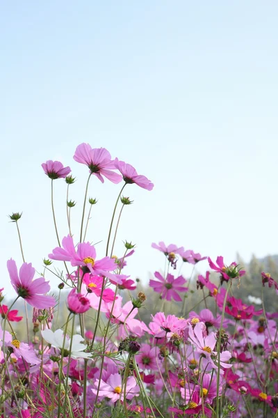 Pink cosmos flower — Stock Photo, Image