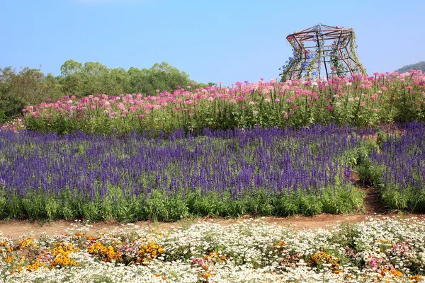 Λουλούδια μωβ salvia — Φωτογραφία Αρχείου