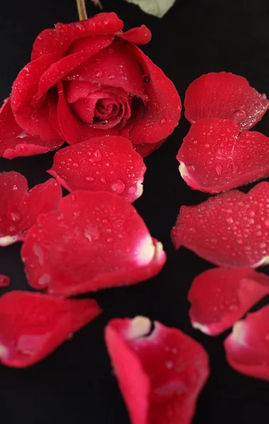 玫瑰花瓣 — 图库照片