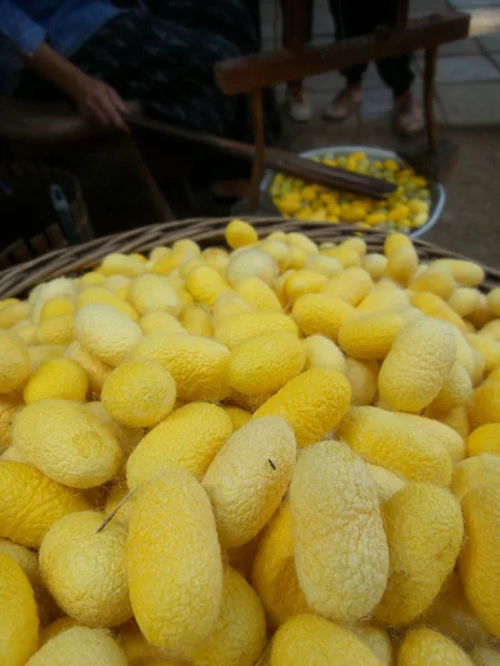 Bicho-da-seda de casulo amarelo — Fotografia de Stock