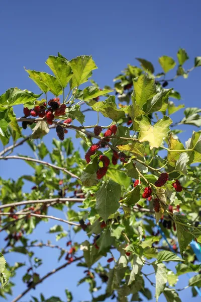 Mulberry on tree — Stock Image Mulberry on tree Stock Image