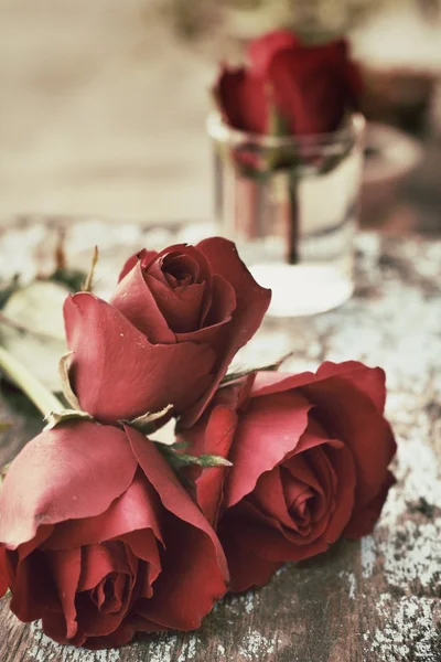 Red rose background — Stock Photo, Image