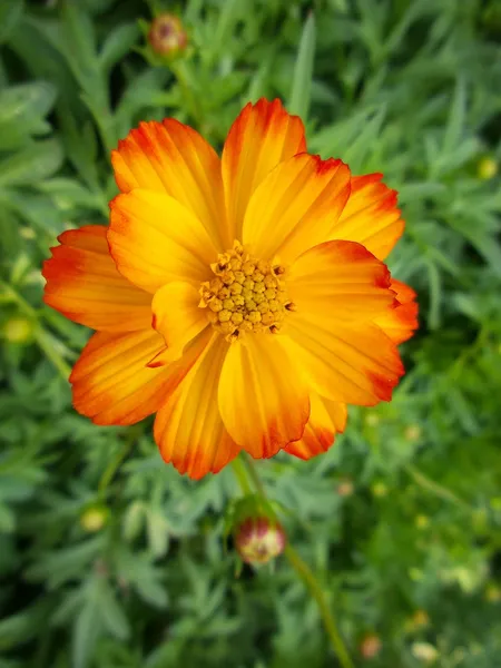 Fiori di margherita — Foto Stock