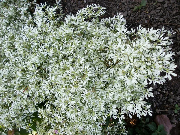 Gypsophila (Fiori alito del bambino ) — Foto Stock