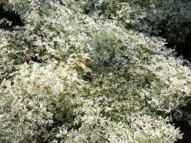 Gypsophila (bebeğin nefes çiçekler)