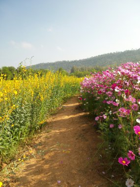 pembe cosmos çiçek