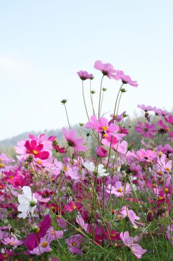pembe cosmos çiçek