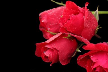 Kırmızı gül arkaplanı