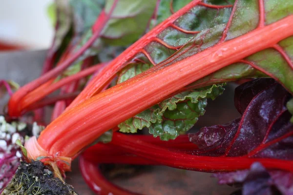 Swiss chard — Stock Photo, Image