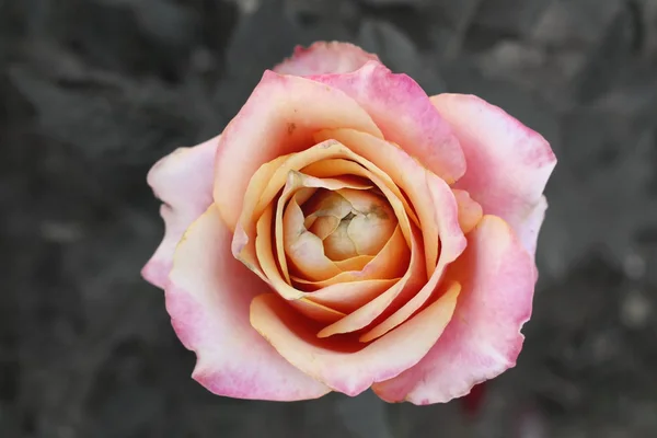 Rose ! — Photo