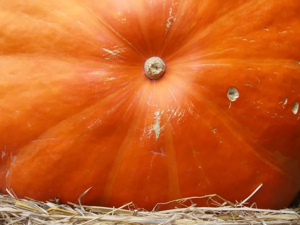 Skörda färska pumpkin orange — Stockfoto