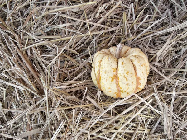Harvest pumpkins — Stock Photo, Image