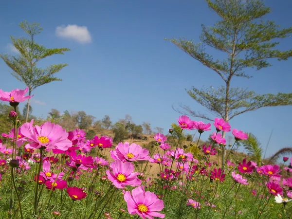 Roze kosmos bloem — Stockfoto