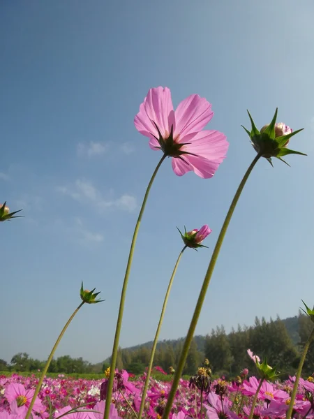 Pembe cosmos çiçek — Stok fotoğraf