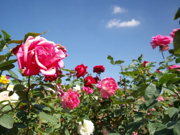 Růže květ modrá obloha — Stock fotografie