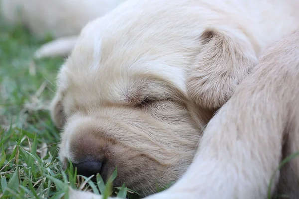 Cuccioli labrador addormentati su erba verde — Foto Stock