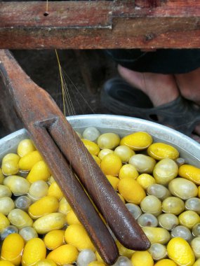 Sarı koza ipekböceği