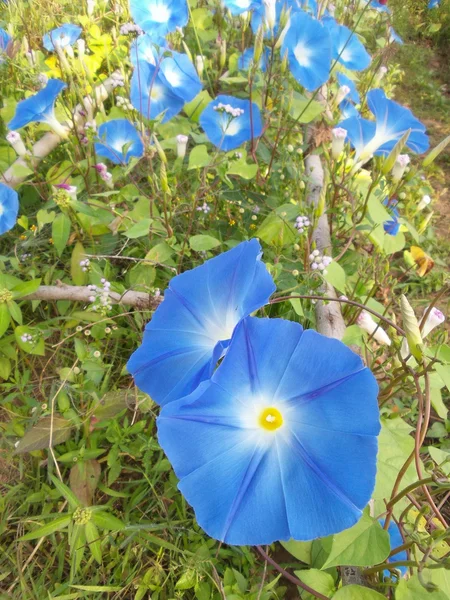 Kwiaty niebieskie powoju — Zdjęcie stockowe