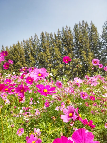 Pink cosmos flower — Stock Photo, Image