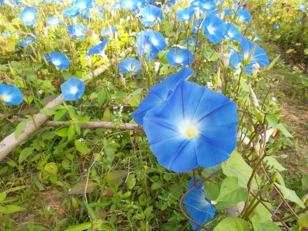 Blauer Morgenruhm Blumen — Stockfoto