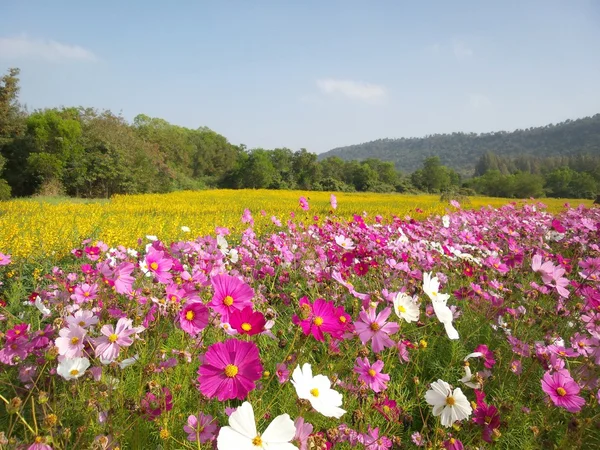 粉色波斯菊花卉 — 图库照片