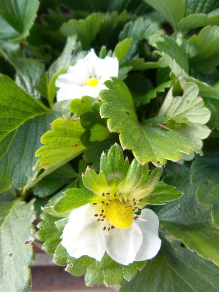 Flores de morango — Fotografia de Stock