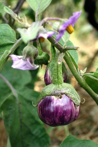 Purple eggplant and flower — Stock Photo, Image