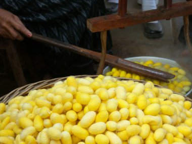 Sarı koza ipekböceği