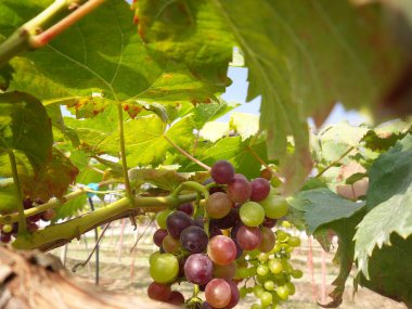 yeşil yaprakları ile üzüm