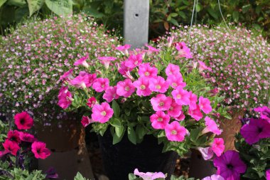 petunyaların çiçek